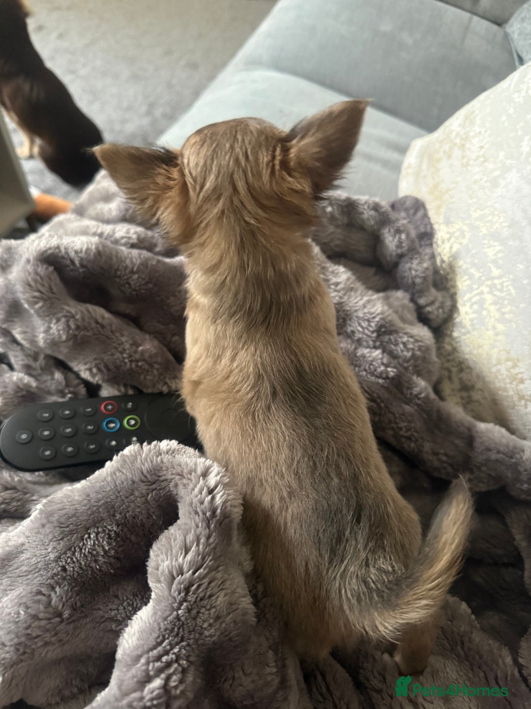 Chihuahua dogs for sale: Female Chihuahua Ready now   - Advert 6