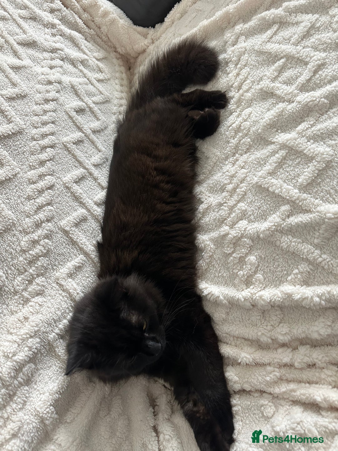 Maine Coon cats for sale: Beautiful main coon  - Image 5