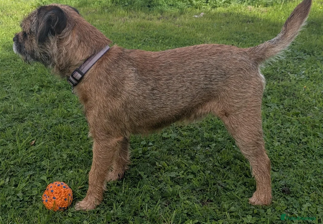 Border Terrier dogs for stud: Handsome Teddy Bear - Advert 5