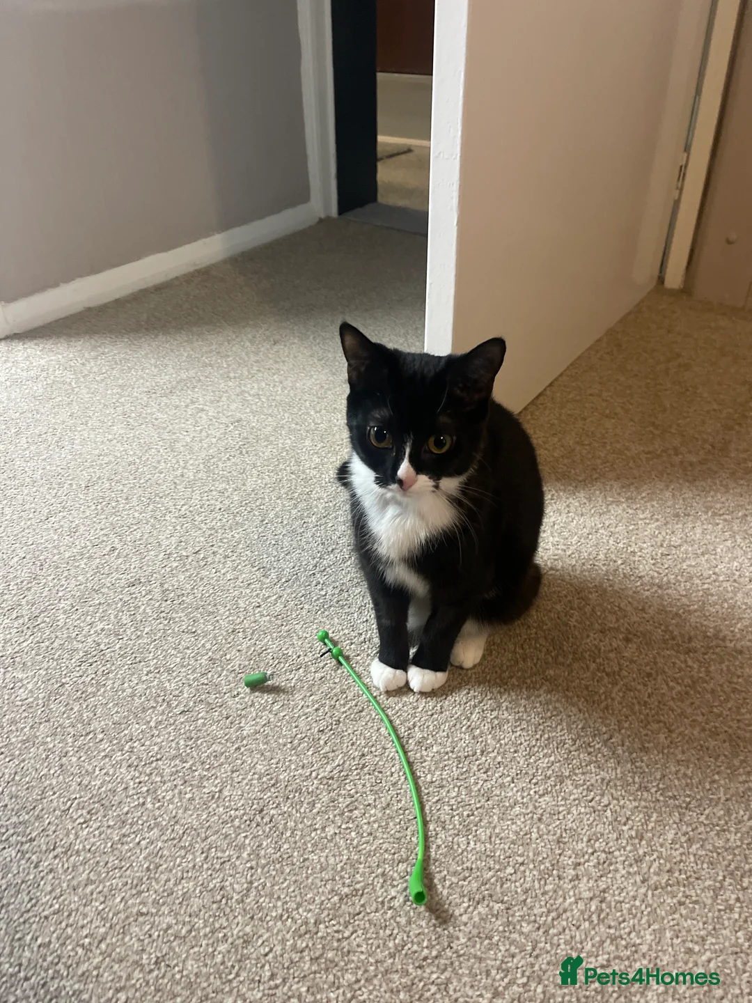 British Shorthair cats for sale: Emergency home - Advert 5