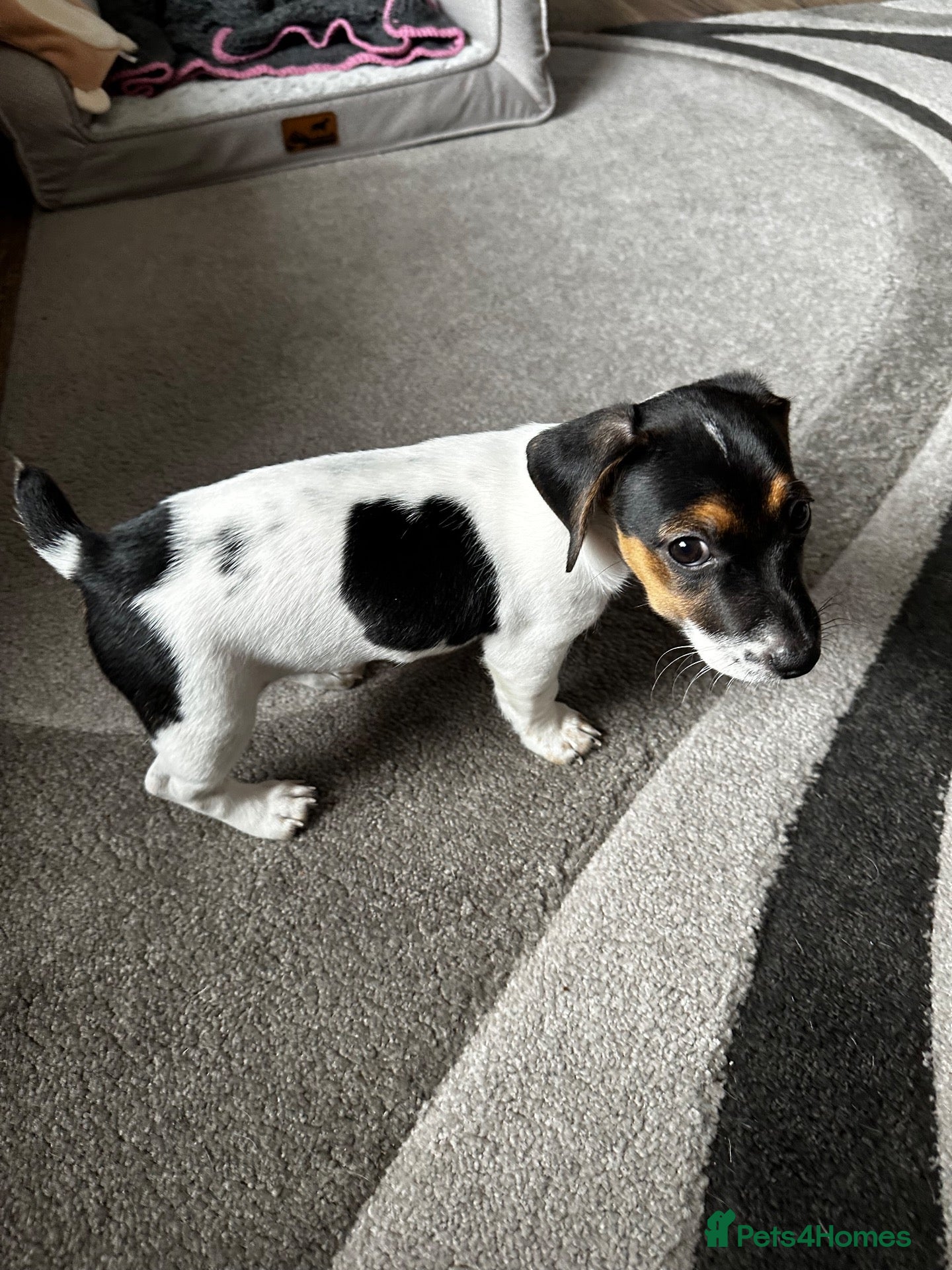 Jack Russell dogs Pure Breed Jack Russell, short legs - Advert 1