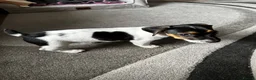 Jack Russell dogs for sale: Pure Breed Jack Russell, short legs in Stockport - Advert 1