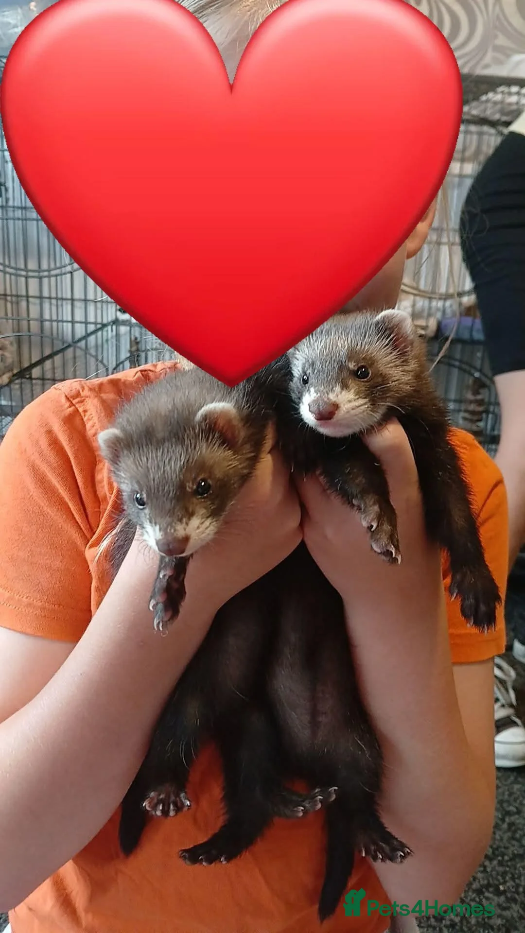 Ferret rodents for sale: 2 sisters Narla and Moon for rehoming.  - Advert 1