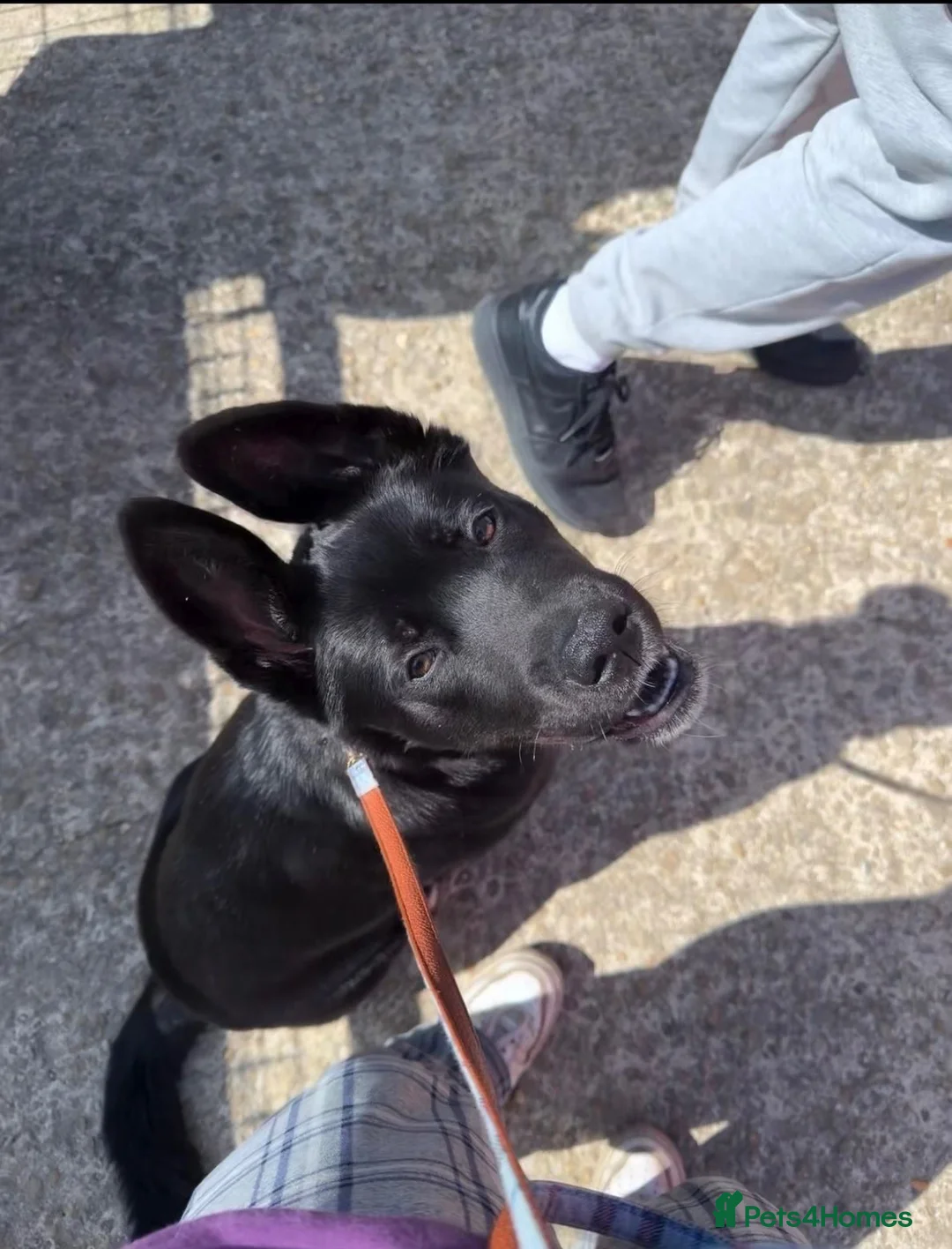 Mixed Breed dogs for sale: Creed - Advert 1