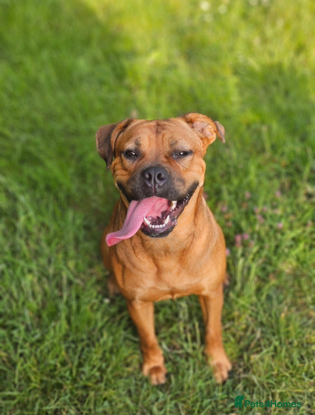 Mixed Breed dogs Maple Looking for a 5* Home - Advert 1