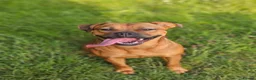 Mixed Breed dogs for sale: Maple Looking for a 5* Home in Gatwick - Advert 1