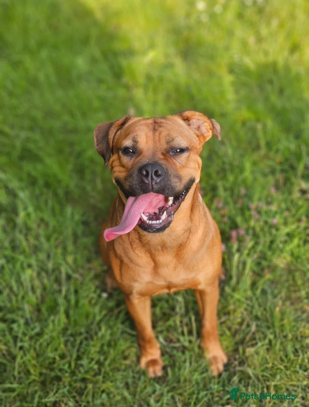 Mixed Breed dogs for sale: Maple Looking for a 5* Home in Gatwick - Advert 1