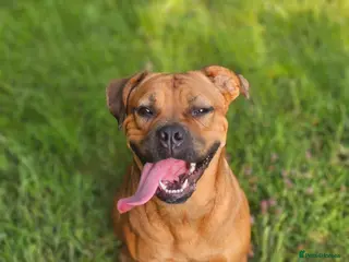 Mixed Breed dogs Maple Looking for a 5* Home - Advert 1