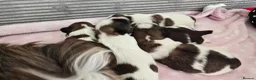Shih Tzu dogs for sale: Beautiful Purebred Shih Tzu Puppies for Sale - Advert 25