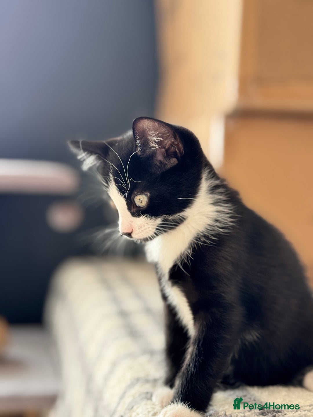 Mixed Breed cats for sale: Two adorable female kittens need a home  - Image 6