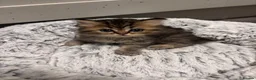 Mixed Breed cats for sale: Fluffy kittens - Advert 14