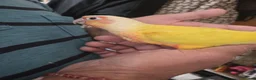 Conures birds for sale: Stunning baby conures for sale - Advert 2