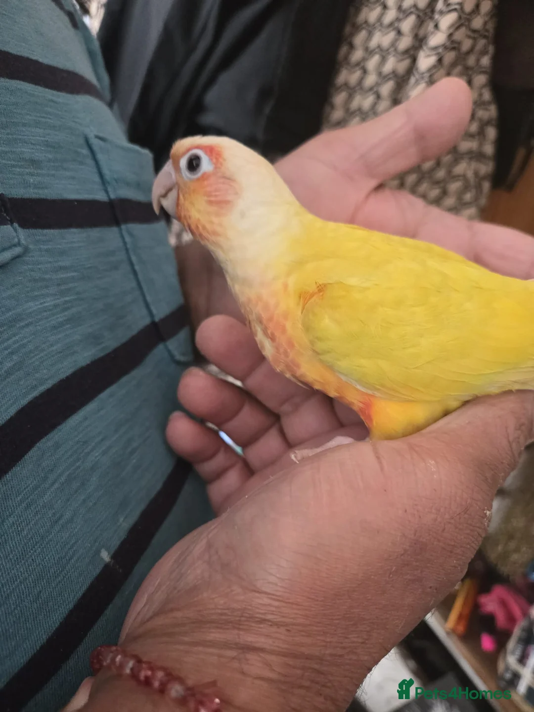 Conures birds for sale: Stunning baby conures for sale - Advert 2