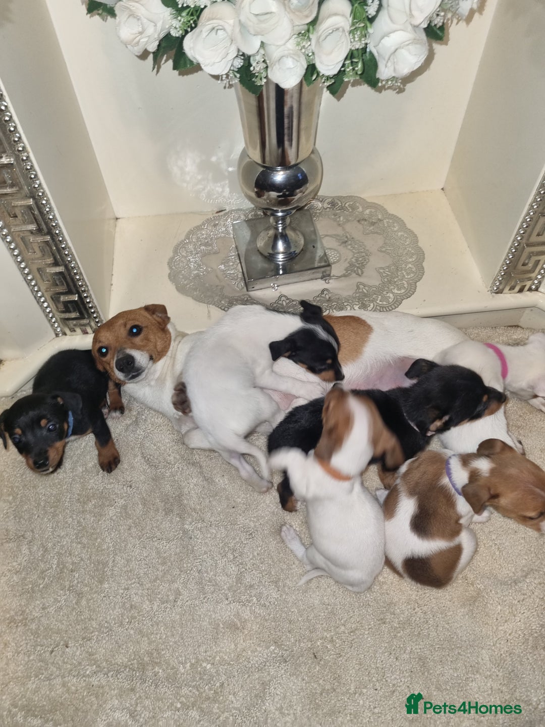 Jack Russell dogs for sale: Jack russell  - Advert 5