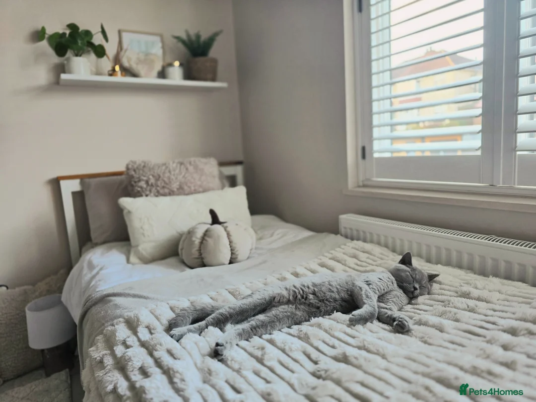 British Shorthair cats for sale: Beige/Grey British Shorthair Cat – 1 Year Old in Sheffield - Advert 3