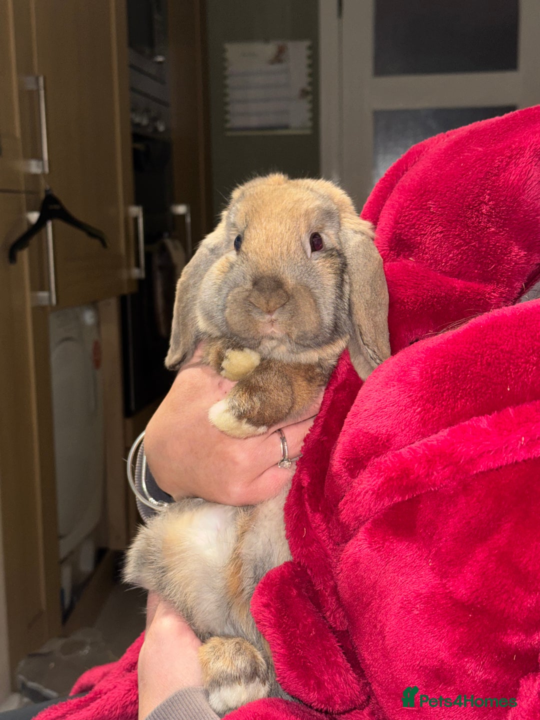 Mini Lop rabbits for sale: Mini Lop - Advert 6