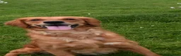 Golden Retriever dogs for sale: *Beautiful DNA clear kc reg Golden retriever pups* - Advert 10