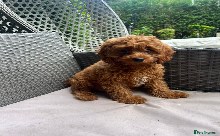 Cavapoo dogs - Advert 3