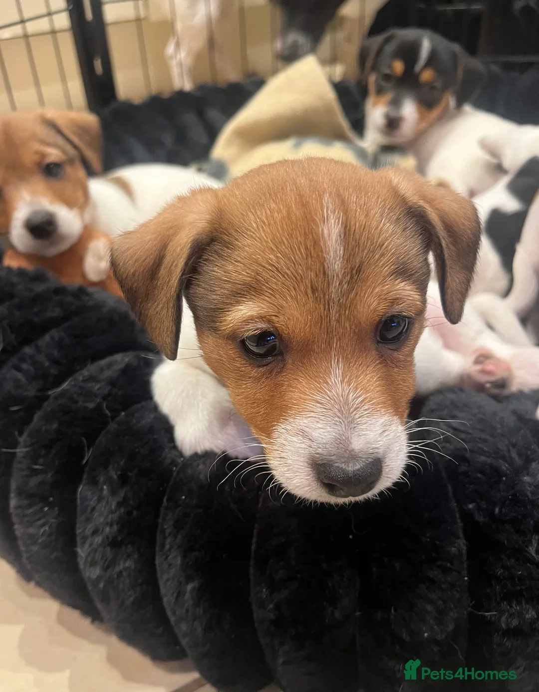 Jack Russell dogs for sale: Jack Russell - Advert 16