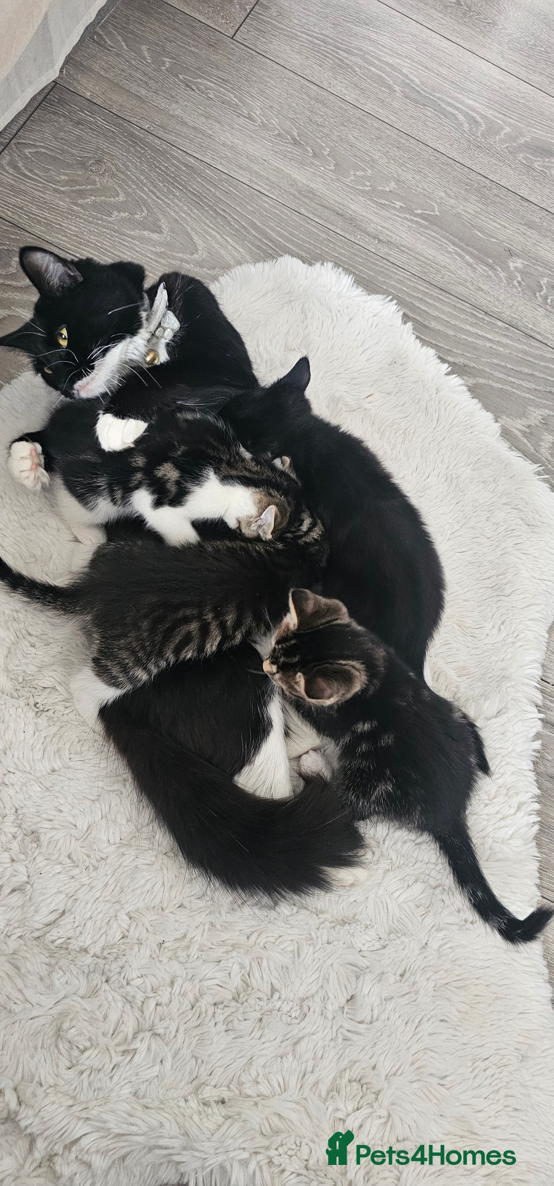 Mixed Breed cats for sale: Beautiful friendly kitties 💖 ready for homes 💕 - Image 2