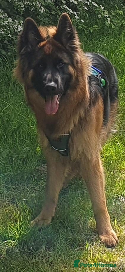 German Shepherd dogs Male medium_long fur German shepherd  - Advert 2