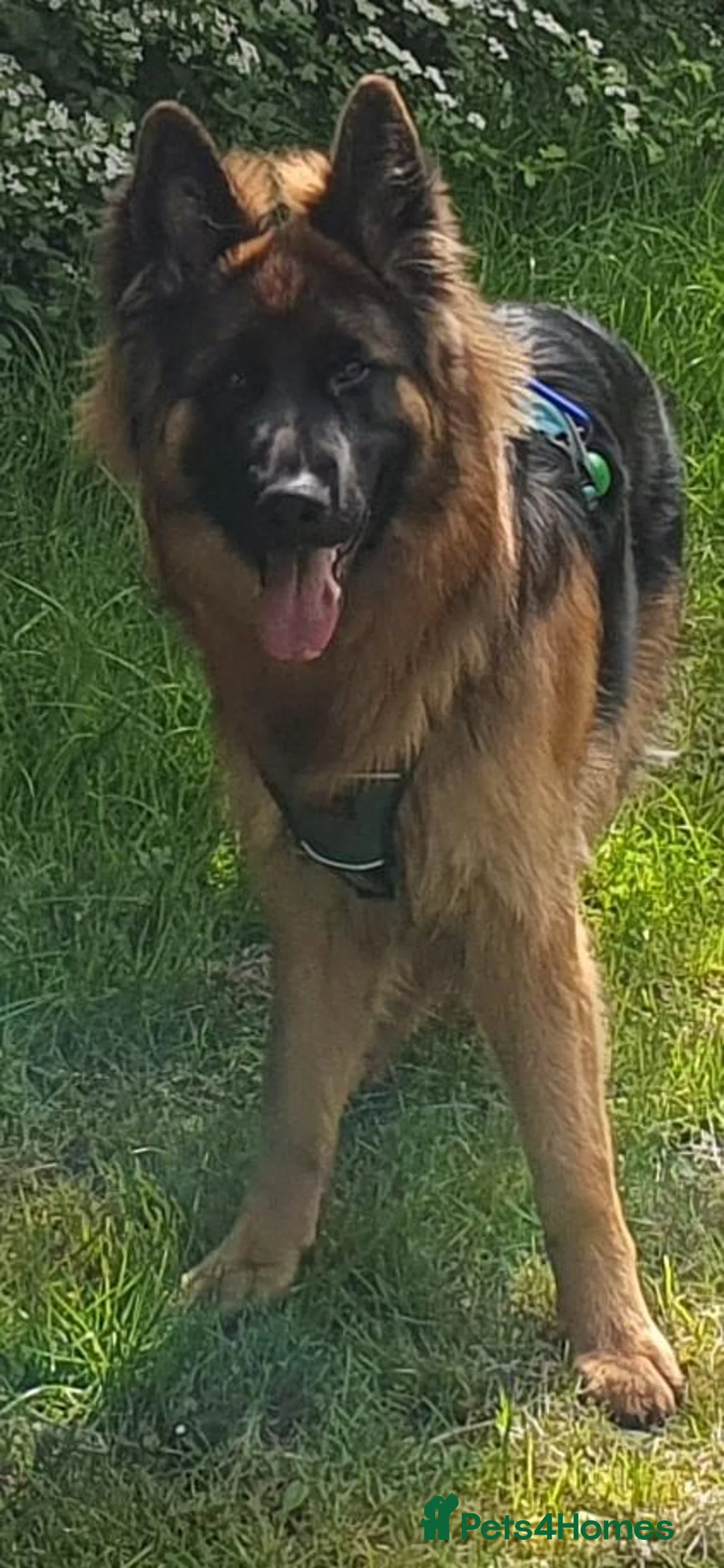 German Shepherd dogs for sale: Male medium_long fur German shepherd  - Advert 1
