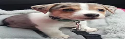 Jack Russell dogs for stud: Proven Jack Russell Stud - Advert 8