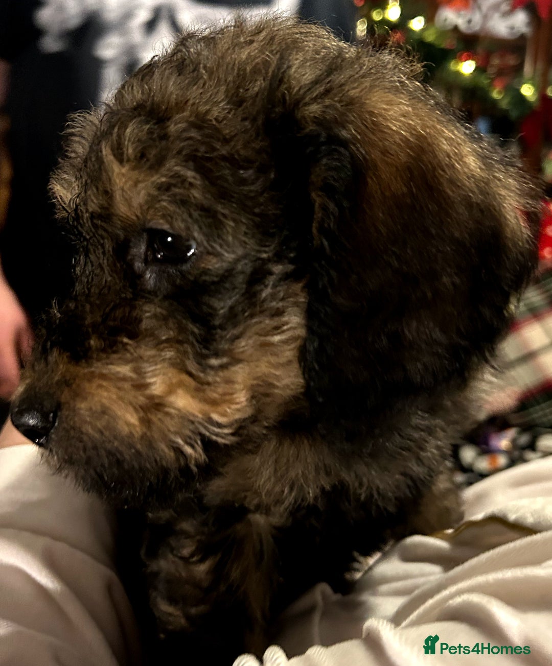 Labradoodle dogs for sale: stunning F2 labradoodle puppies... Available now - Advert 26