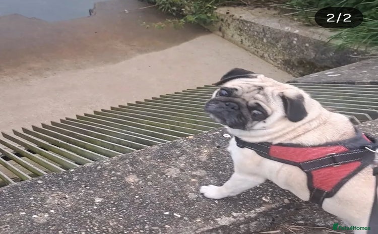 Pug dogs  🐾 Adorable Pug Looking for a New Home! 🐾 - Advert 1