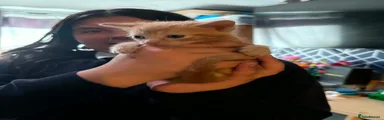 Domestic Shorthair 1
