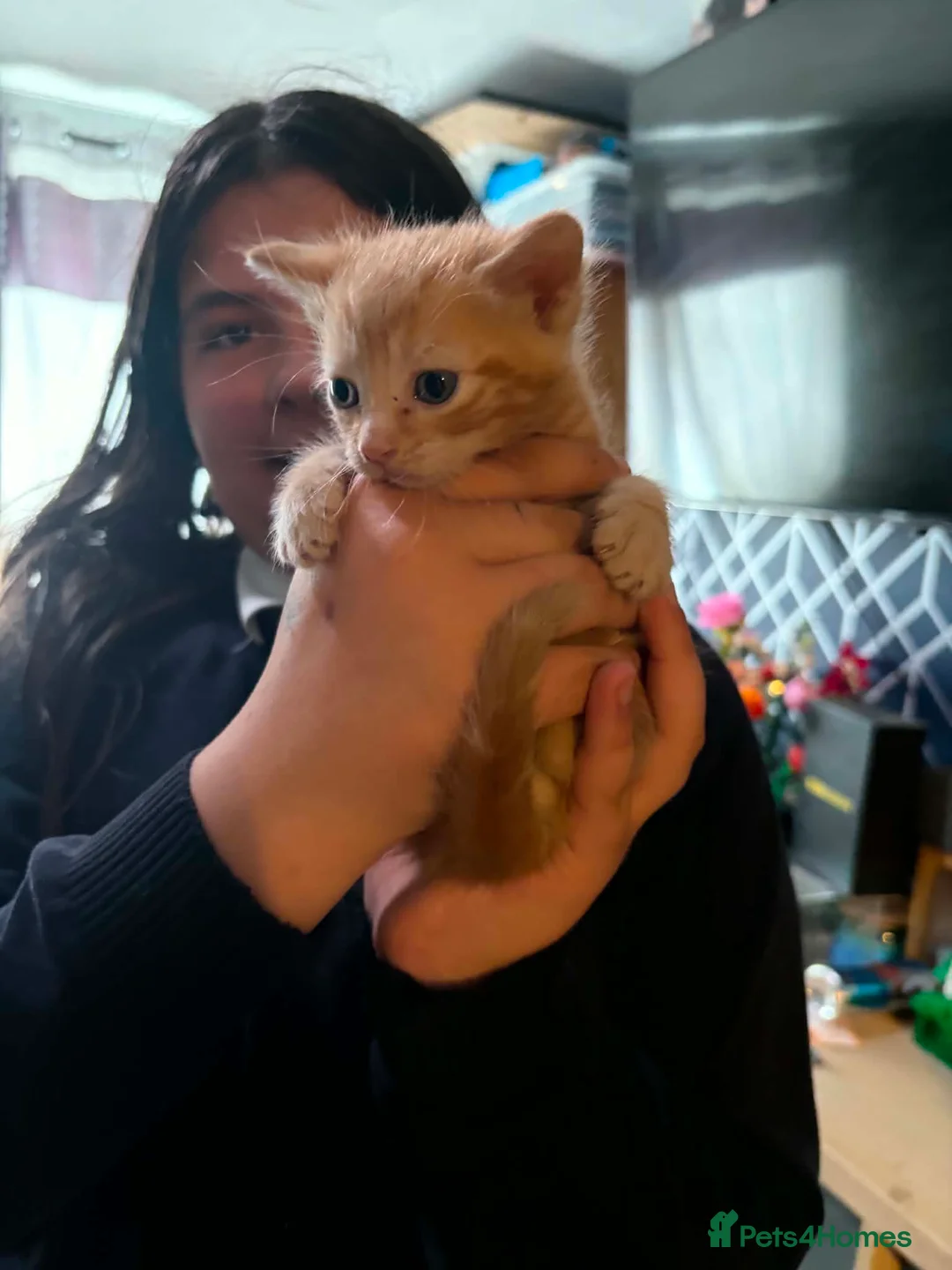 Domestic Shorthair cats for sale: Beautiful kittens  - Advert 1