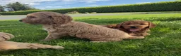 Cockapoo dogs for sale: Quality Cockapoo Puppies - Advert 10