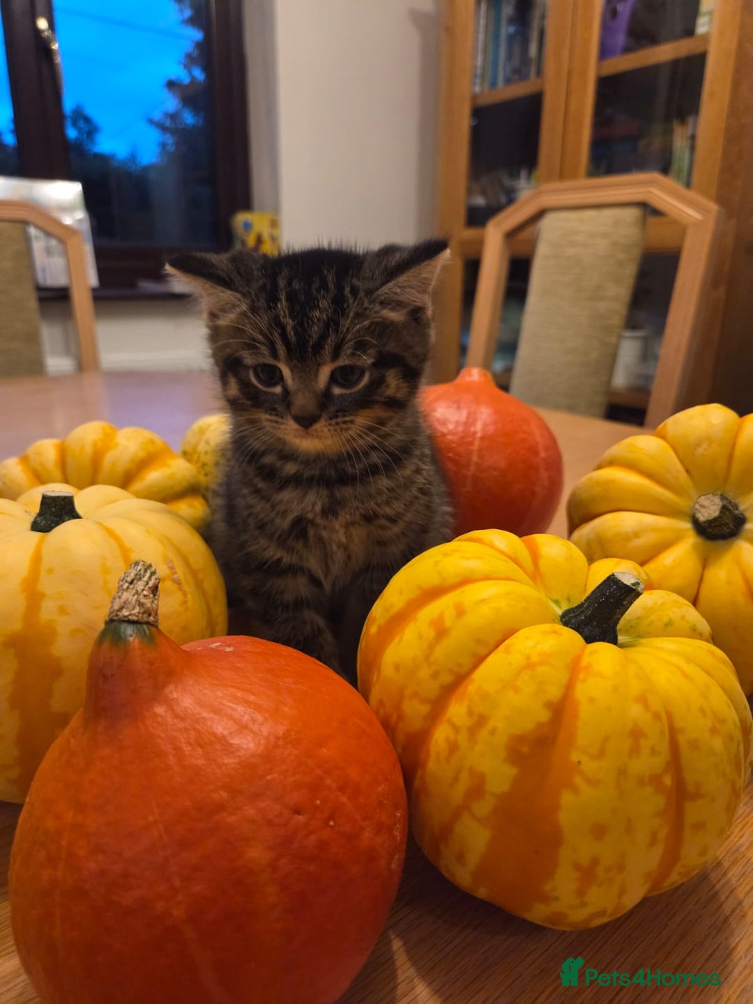 Persian cats for sale: Persian Cross tabby kittens for sale - Image 1