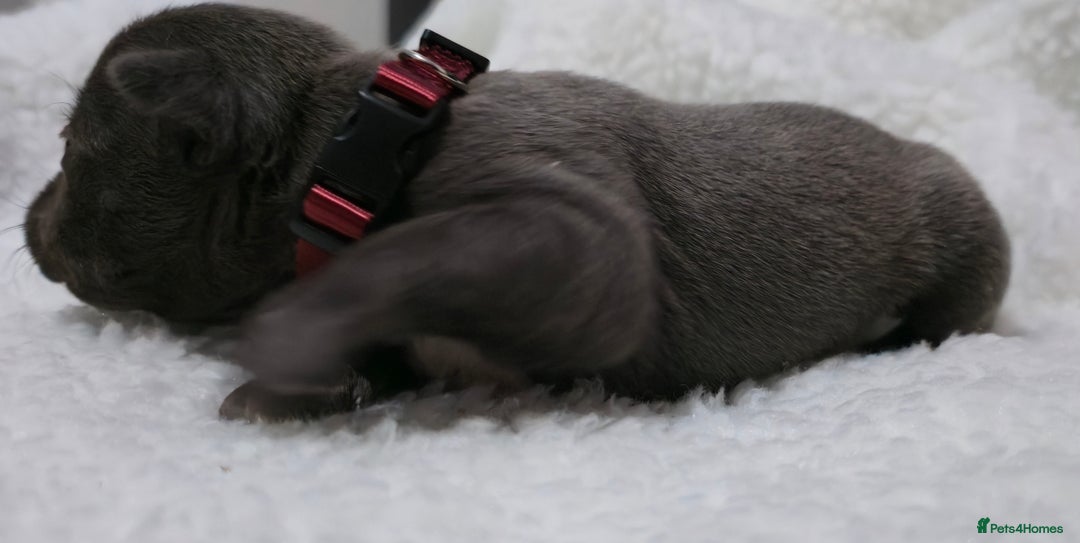 Staffordshire Bull Terrier dogs for sale:  Blue Staffy puppies for sale KC REGISTERED  - Image 18