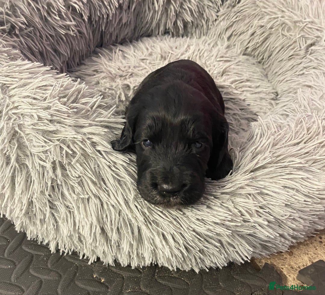 Cocker Spaniel dogs for sale: Working cocker spaniels - Image 22