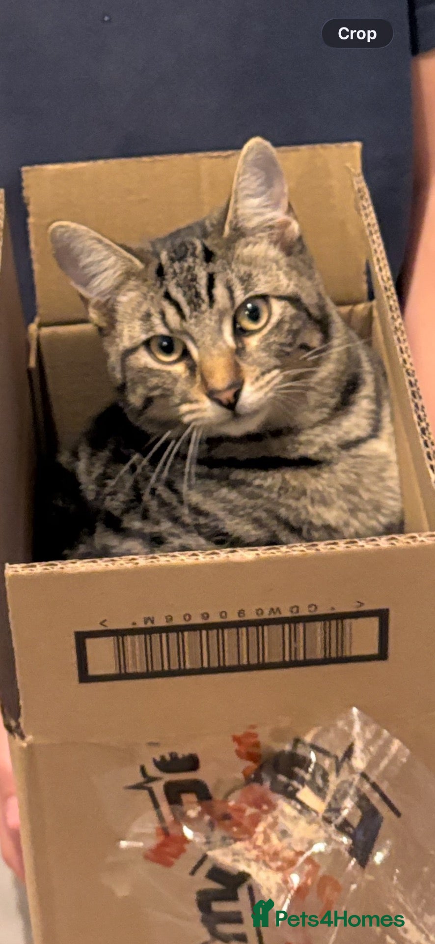 Mixed Breed cats 7-Month-Old Male tabby cat neutered & microchipped - Advert 5