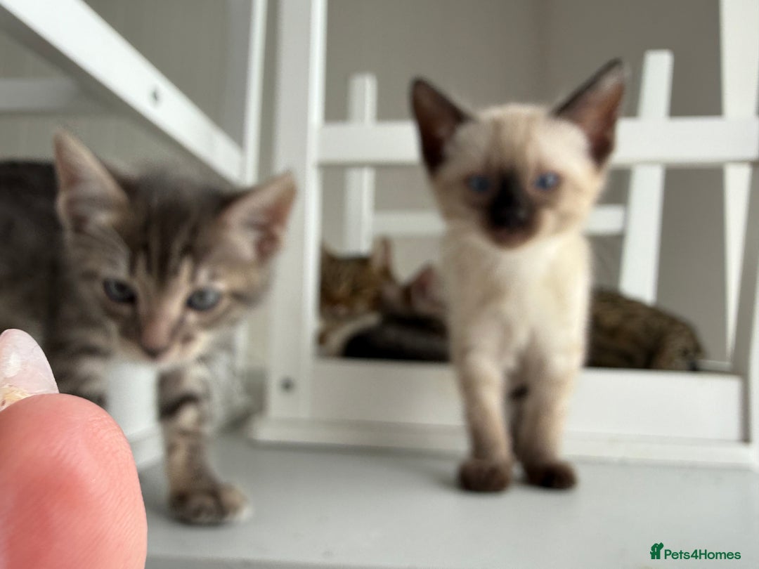 Bengal cats for sale: Beautiful boy remaining ready to go  - Image 17