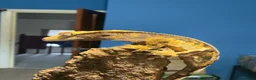 Gecko reptiles for sale: CRESTED GECKOS £80 each  - Advert 13