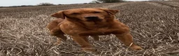 Labrador Retriever dogs for sale: KC Registered Fox Red Labrador Puppies in Lancaster - Advert 6