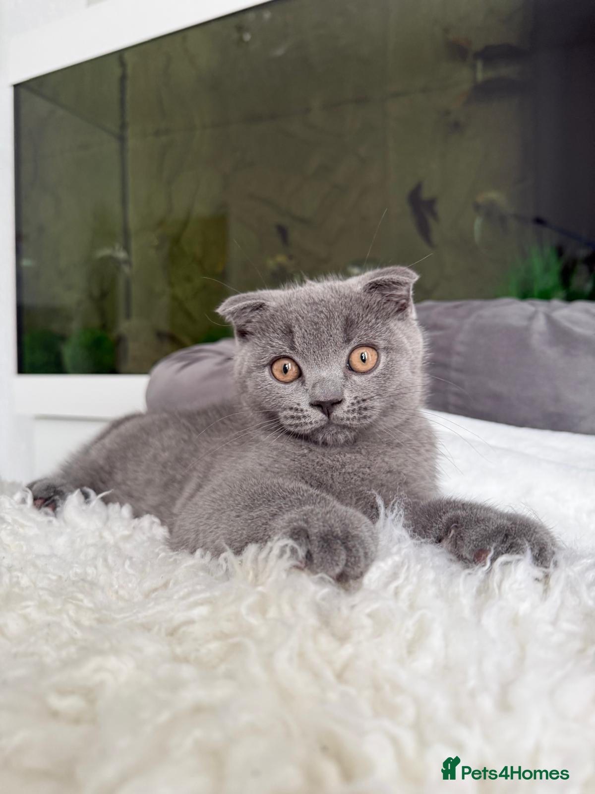 Scottish Fold cats READY TO LEAVE NOW! Last Scottish Fold Male - Advert 1