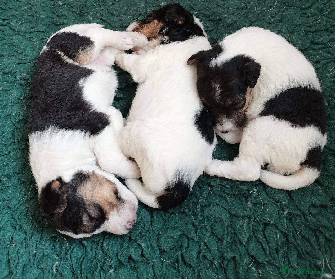Fox Terrier dogs for sale: Gorgeous Wire Fox Terrier Pups Available. - Image 4