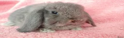 Mini Lop rabbits for sale: Baby mini lops for sale  - Advert 6