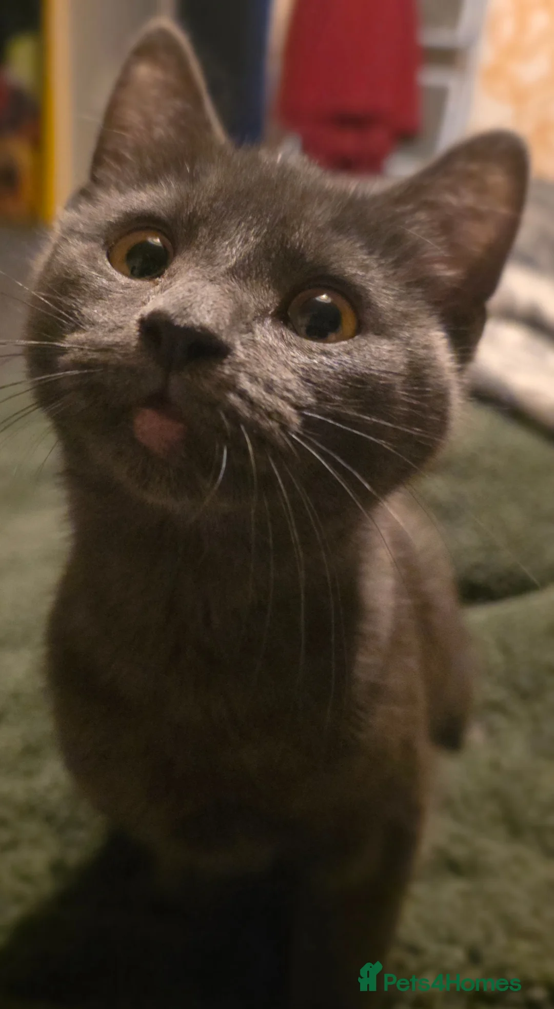 Mixed Breed cats for sale: REHOME PENDING. - Advert 6