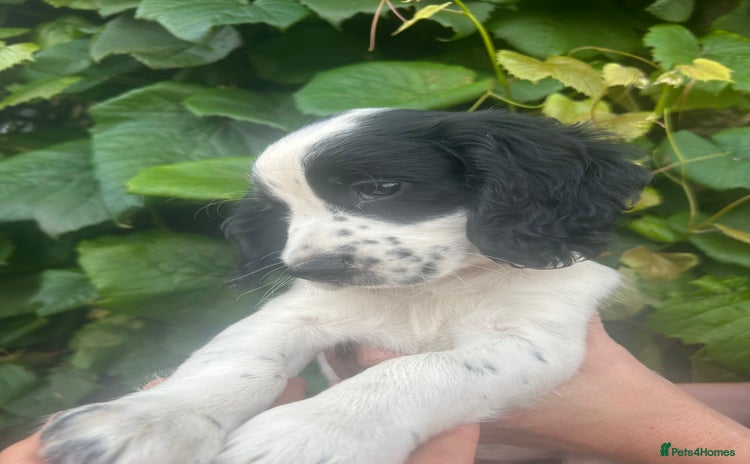 Cocker Spaniel dogs - Advert 3