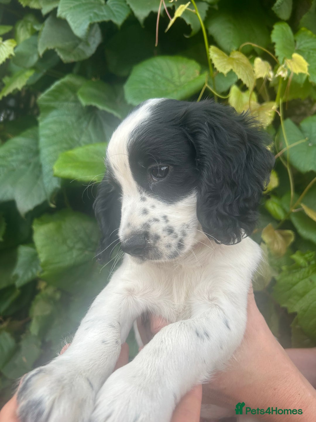 Cocker Spaniel dogs for sale: KC registered working Cocker Spaniel puppies - Image 1