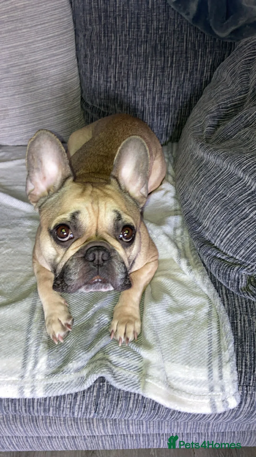 French Bulldog dogs for sale: Female french bulldog  in Widnes - Advert 4