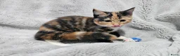 Mixed Breed cats for sale: Stunning kittens READY NOW - Advert 10