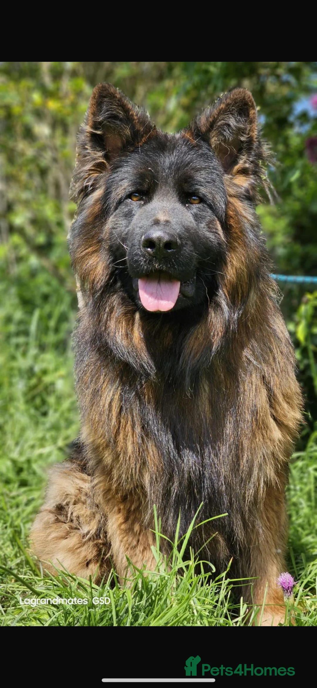 German Shepherd dogs for stud: ⭐️ LUX kc reg ⭐️ - Advert 2