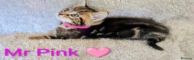Mr. Pink