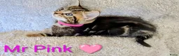 Bengal cats for sale: Snow Bengal Maine coon mixed moggies - Advert 2